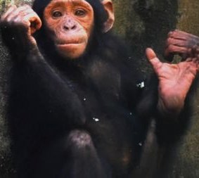 Nigeria-Kamerun-Schimpanse